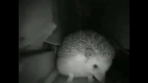 ёжик чихнул и спел отрывок из гимна СССР