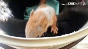 выкармливаем бельчонка молочной смесью для котят