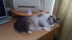 Что-то пошло не так. На животе у кошки синяя шишка ☹