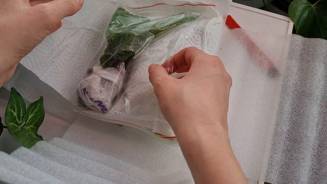 Стрептокарпусы почтой из Украины. Обзор посылки от Павла Еникеева. смотреть онлайн