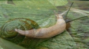 БОРЬБА СО СЛИЗНЯМИ И УЛИТКАМИ НА УЧАСТКЕ