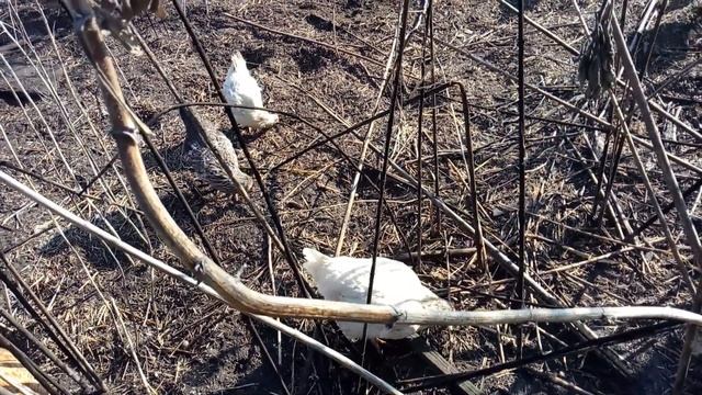 Три выгула курам. Весной едят топинамбур-сухостой "Вечный Хлеб" смотреть онлайн