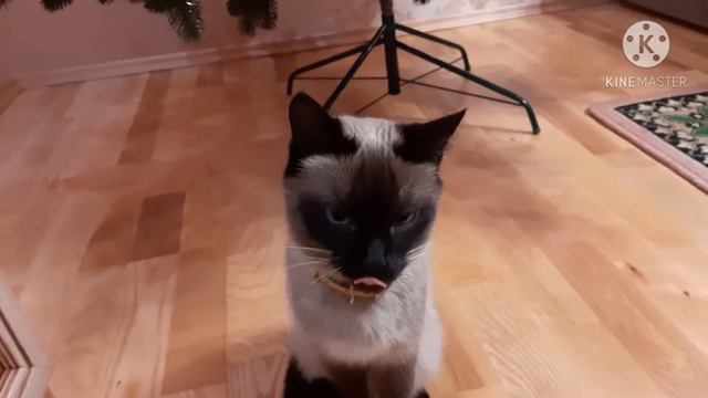 Поздравления от Симки! С Новым 2021 годом🥳🎄! смотреть онлайн