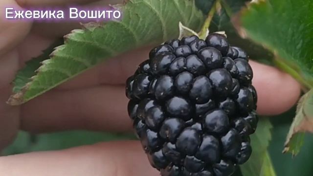 Ежевика Вошито. Огромные и очень вкусные ягоды. Сорт ежевики для дачи