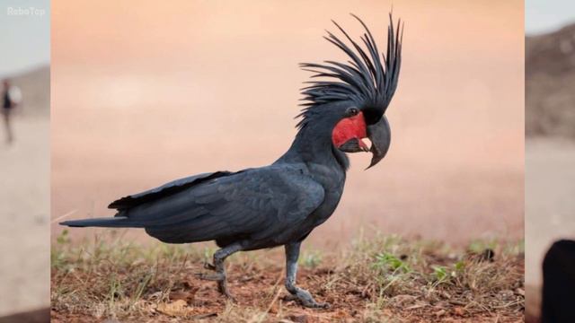 ТОП 10 самых дорогих животных в Мире смотреть онлайн