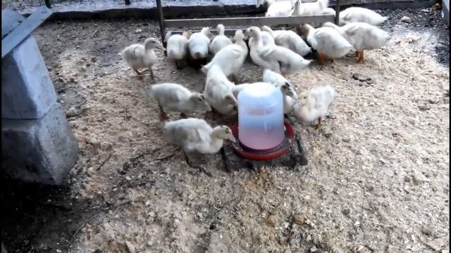 КАК ВЫРАСТИТЬ УТОК МУЛАРДОВ ЗА 70 ДНЕЙ// Делюсь своим опытом смотреть онлайн