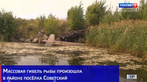 Массовая гибель рыбы произошла в районе посёлка Советский