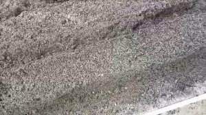 Посадка моркови под зиму.