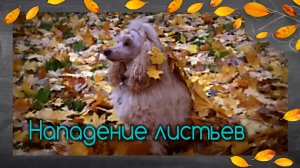УЖАС?!!! Листья нападают на собак!!!