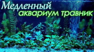 Мои медленные аквариумы травники с анубиасами и буцефаландрами