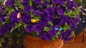 Петуния миллифлора Пикобелла Блю (pikobella blyu) ? обзор: как сажать, семена петунии Пикобелла Блю