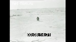 1960г. Остров Врангеля. белые медведи.mp4