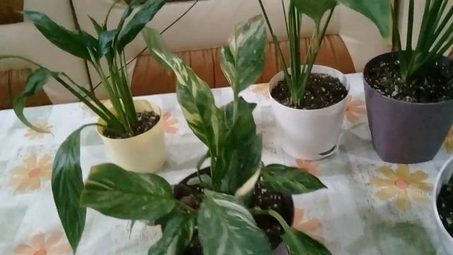 КОМНАТНЫЕ РАСТЕНИЯ. СПАТИФИЛЛУМ, УХОД В ДОМАШНИХ УСЛОВИЯХ.