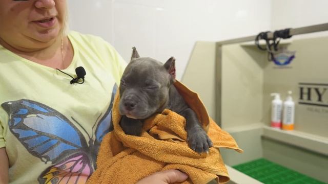 Щенки покидают питомник! Куда едут? Как их назовут? Щенку Леди 12 дней.