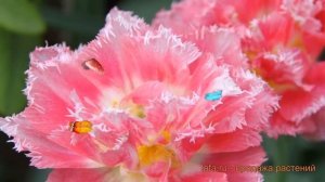 Тюльпан обыкновенный Кул Кристал ? обзор: как сажать, луковицы тюльпаны Кул Кристал