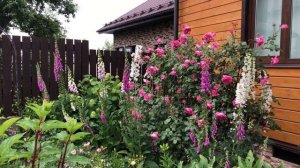 Эффектная клумба с розами , наперстянками, дельфиниумами и гортензией Анабель. Подробно!