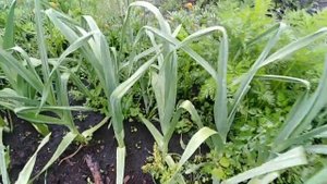 Чеснок Рокамболь в августе.