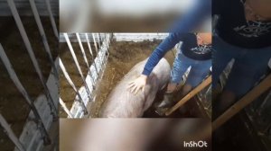 Ферментная подстилка. Содержание свиней на опилках плюсы и минусы