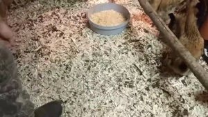 Кормление кур в зимний период. Лук вместо антибиотиков  и пророщенное зерно.