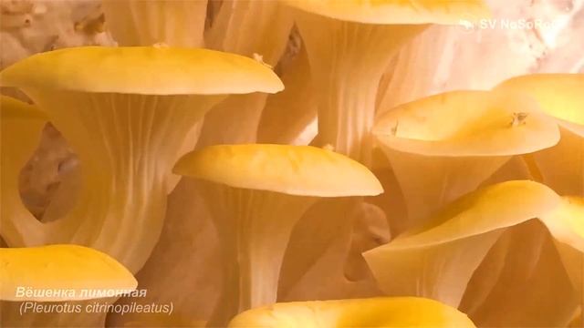 Вёшенка лимонная (Pleurotus citrinopileatus)