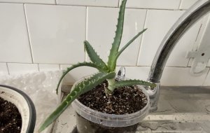 Пересадка алоэ возрастом 38 лет (макушка). 14 сентября 2023 г.