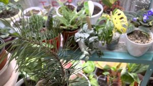 Монстера Адансона Вариегатная