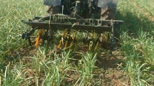 Удаление стрелки чесночной механизированным способом, с помощью навесного стрелкореза и трактора.
