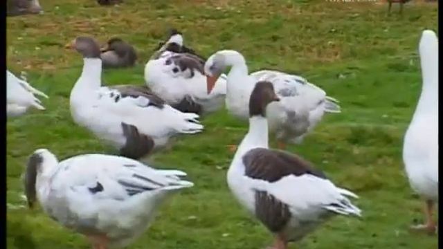 Рейкьявик Исландия Путешествия натуралиста смотреть онлайн