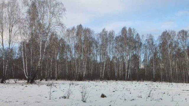 Канадский волк - гибрид. Ноябрь. Первая половина.