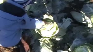 БУРНАШЕТ,  ЦАЛКА,  ГРУЗИЯ  02.11.2010