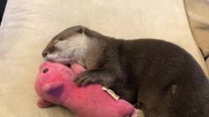 Выдра спит в обнимку с розовой плюшевой свиньёй