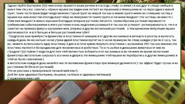 Комнатные цветы.  Чёрные мушки в комнатных цветах. Сциариды в комнатных растениях.