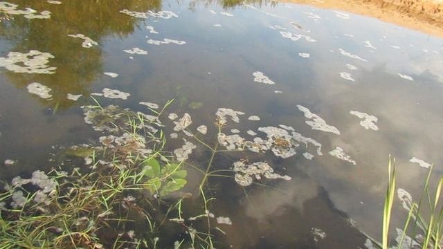 Pond
