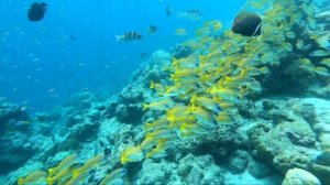 KUREDU RESORT | MALDIVES | GOPRO | SNORKELING