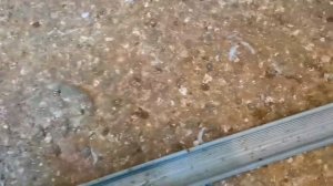 Перекись голубям и кормления. Peroxide to pigeons and feeding