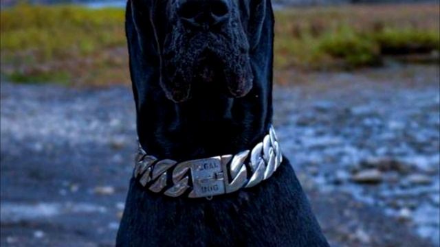 Немецкого дога сравнивают с Бэтменом из за необычной внешности смотреть онлайн