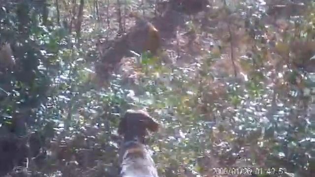 Шакал в капкане смотреть онлайн