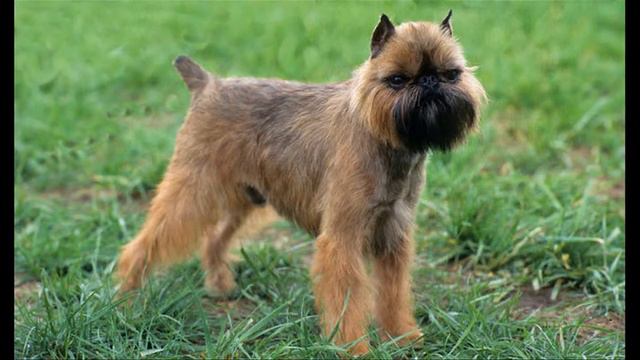 Брюссельский гриффон смотреть онлайн