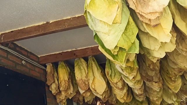 Температура и влажность при сушке табака. 08.08.2022 смотреть онлайн