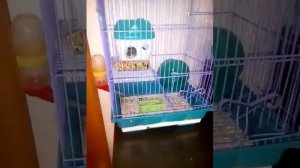 Как нужно ухаживать за хомяками