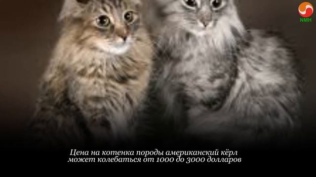 Самые дорогие породы кошек в мире-Топ 10 самых дорогих пород кошек
