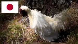 Как кукарекают петухи в разных странах