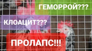ПОЧЕМУ У КУР ВЫПАДАЕТ ГЕМОРРОЙ?