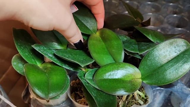 Новая поставка орхидей, интрига,бабочки и др., отправка почтой и СДЭК ват сап 89180336327 смотреть онлайн