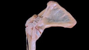 Плечевой сустав (articulatio humeri)? | Анатомия человека [2019][4K]✅