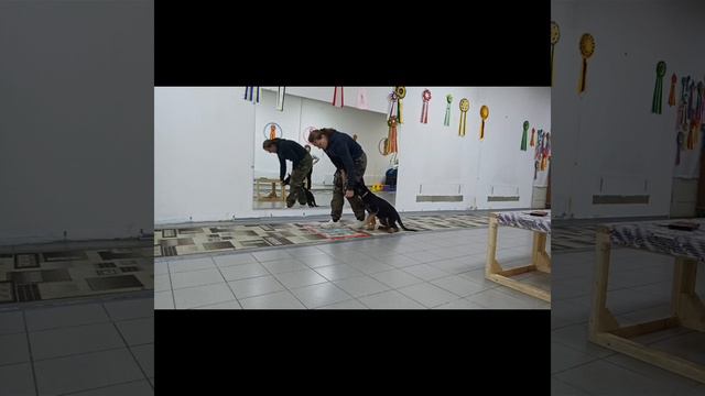 занятия по дрессировки собак смотреть онлайн