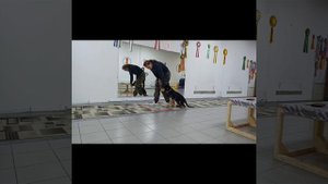 занятия по дрессировки собак