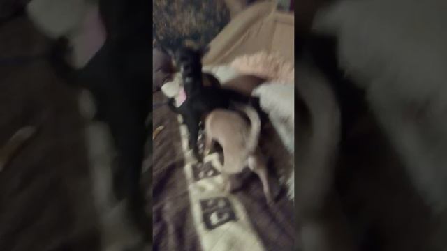 Щенки чихуахуа, нам четыре месяца,4 ноября 2018 г. смотреть онлайн