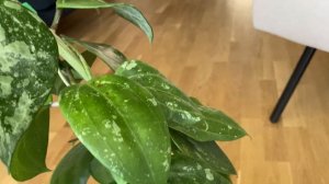 Hoya Macrophylla snow queen на грани исчезновения из моей коллекции