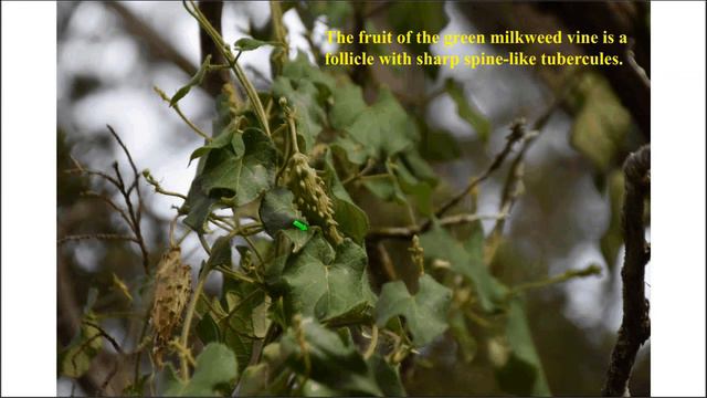 What Vine is Growing on Your Fence?